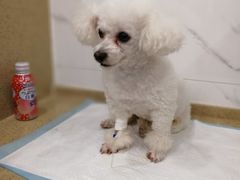 -伟伟宠物医院·CT影像中心·瑞派犬猫综合性门诊(汉口总院)
