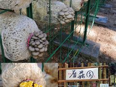 -武陵山森林公园