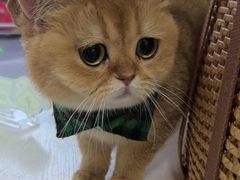 -汪喵宠物医院·骨科心脏影像·犬猫急重症ICU诊疗中心(成华分院)