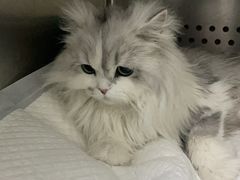 -美联众合动物医院·24h转诊中心