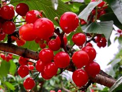 -樱桃山旅游景区