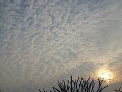 -芒洲湿地公园
