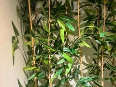 -麦子MaiMassage(打浦桥店)