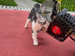 -屋虎猫馆(宝安大仟里店)