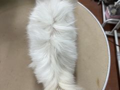 -鑫艺宠物美容培训学校