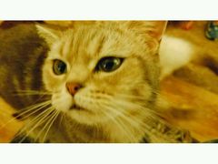 -猫色咖啡·猫咖