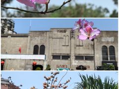 -洲头咀公园