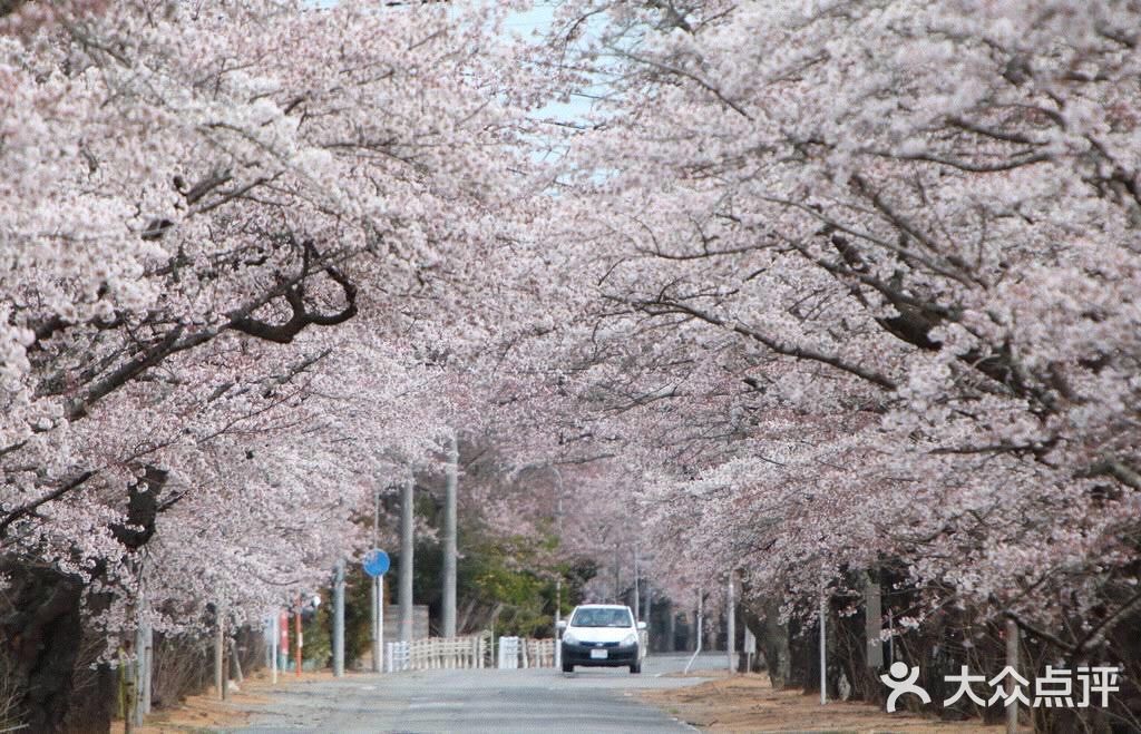 が満開になり、サクラのトンネルができ上っている