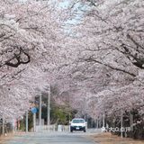 が満開になり、サクラのトンネルができ上っている