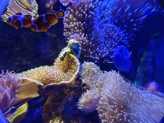 -太平洋海底世界