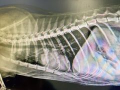 -荔康动物医院(康王北路店)