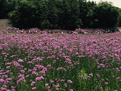 -大塘金香草谷