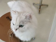 -共舞时光猫咖·狗咖(新街口店)