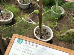 -上海都市菜园
