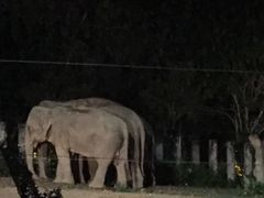 -清迈夜间动物园