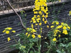-南汇桃花村