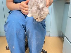 -瑞派·关忠动物医院·猫专科·犬专科(三环新城店)