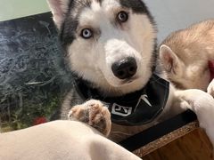 -Husky Go! 哈士奇体验馆·宠物咖啡厅狗咖