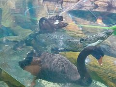 -上海海洋水族馆