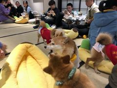-逗柴咖啡屋·狗咖猫咖宠物桌游