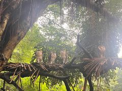 -广州长隆飞鸟乐园