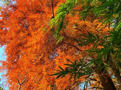 -深圳仙湖植物园