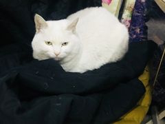 大白毛-胖姐涮肚烧烤