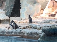 -帝企鹅自助餐厅•儿童岛•真企鹅(长隆企鹅酒店)