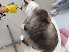 -怪兽屋·羊驼·猫咖·狗咖(俊华广场店)