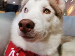 -Husky Go! 哈士奇体验馆·宠物咖啡厅狗咖