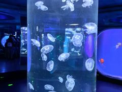 -芜湖新华联大白鲸海洋公园
