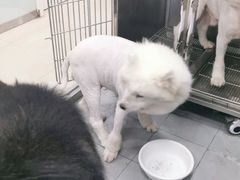 -宠福鑫康馨动物医院·骨科·眼科