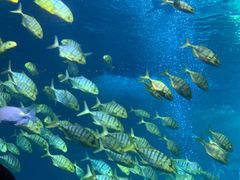 -太平洋海底世界