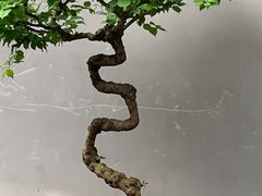 -成都杜甫草堂博物馆