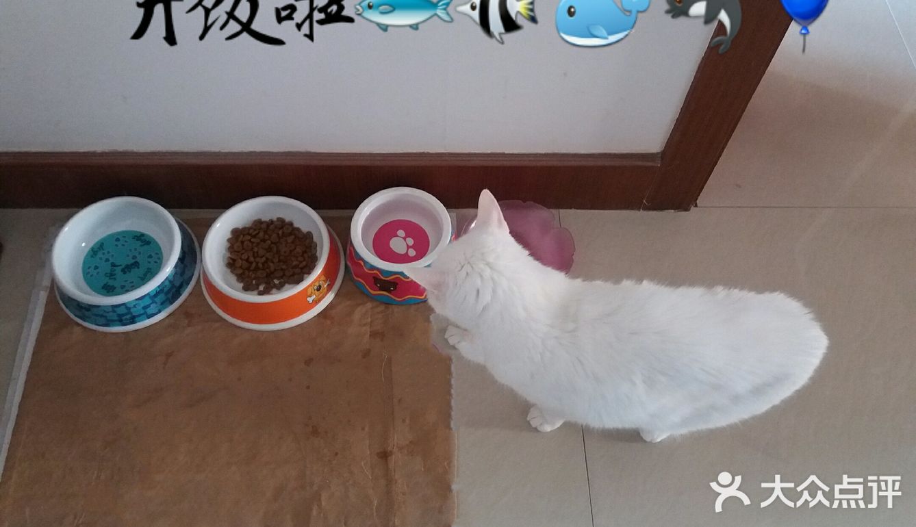 👩我家主子🐱🐱的日常👍👍