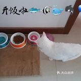 👩我家主子🐱🐱的日常👍👍