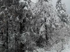 -武陵山森林公园