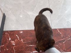 -瑞鹏宠物医院·超声·骨科·奇麟分院(蜀都万达店)