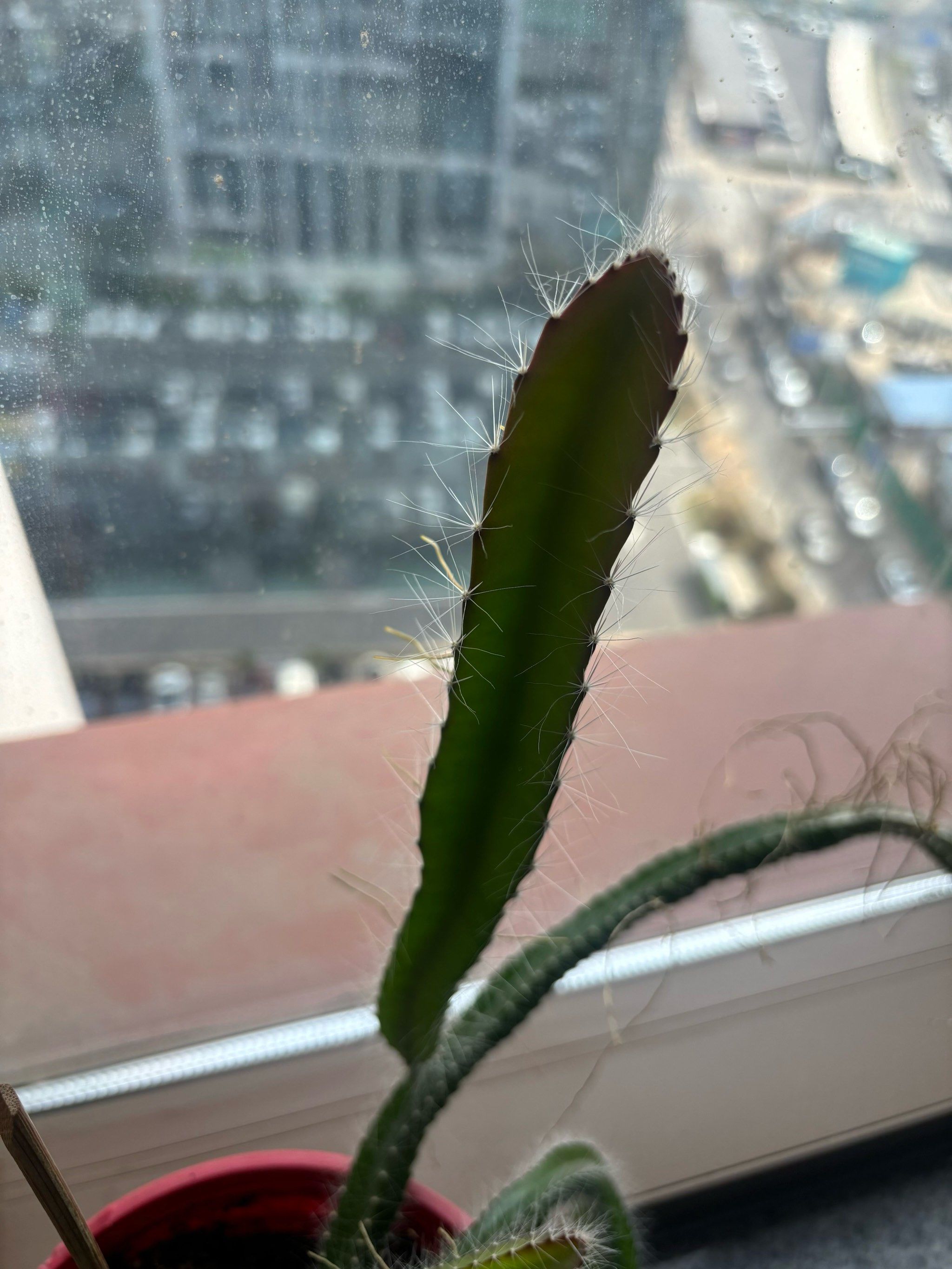 公司的指甲草发芽了97