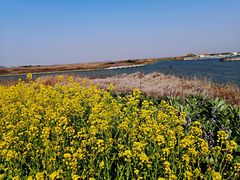 -春花秋色城市公园