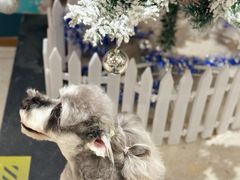 -FAELING PETS美天灵宠物(合生汇店)