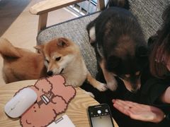 -南京Hallo宠物乐园·哈罗犬舍·柴犬繁育基地