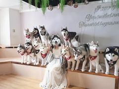 -Husky Go! 哈士奇体验馆·宠物咖啡厅狗咖