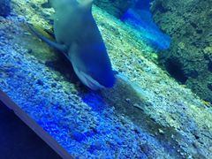 -江和美海洋公园