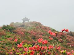 -大围山国家森林公园