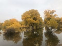 -金塔沙漠胡杨林景区