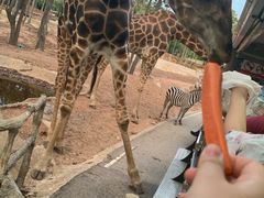 -清迈夜间动物园