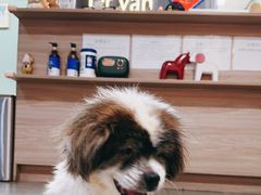 -严国平动物医院(德政总院)