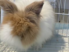 -怪兽屋·羊驼·猫咖·狗咖(俊华广场店)