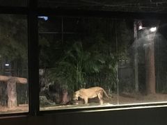 -清迈夜间动物园